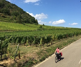 A cycling week in Alsace from Strasbourg to Colmar