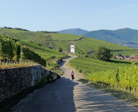 Wine Route : 10-day cycling tour to discover Alsace