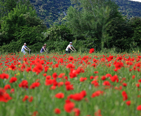 4-day cycling tour on ViaRhôna from Montélimar to Avignon