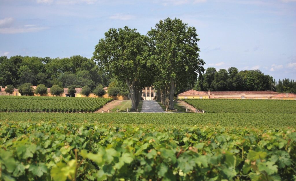 Médoc vineyards
