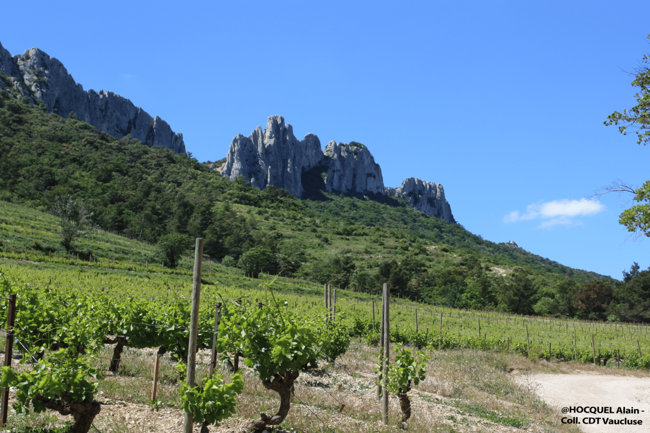 Route à travers les vignobles en provence