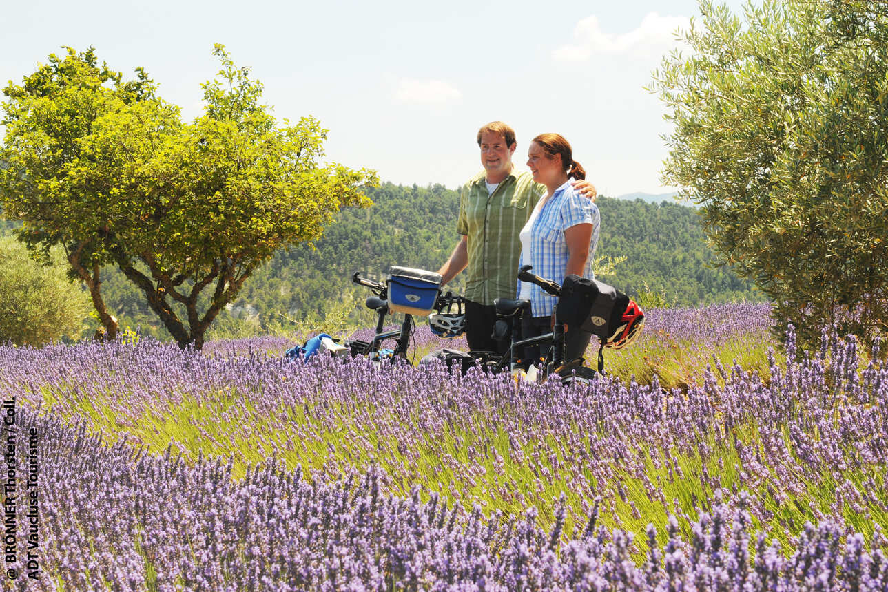 5 jours en Provence à vélo entre lavande, vignes et oliviers