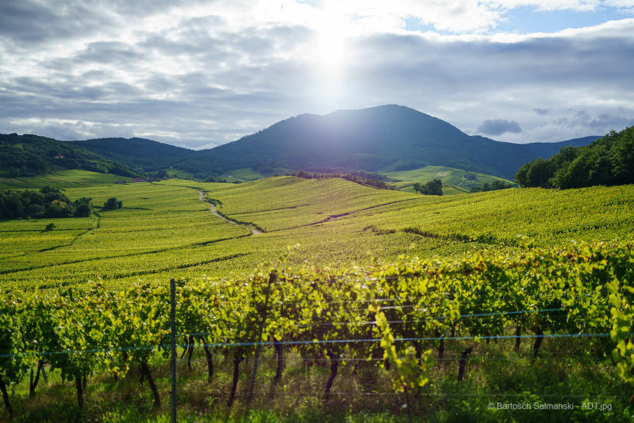 Luxury trip : The best of Alsace by bike
