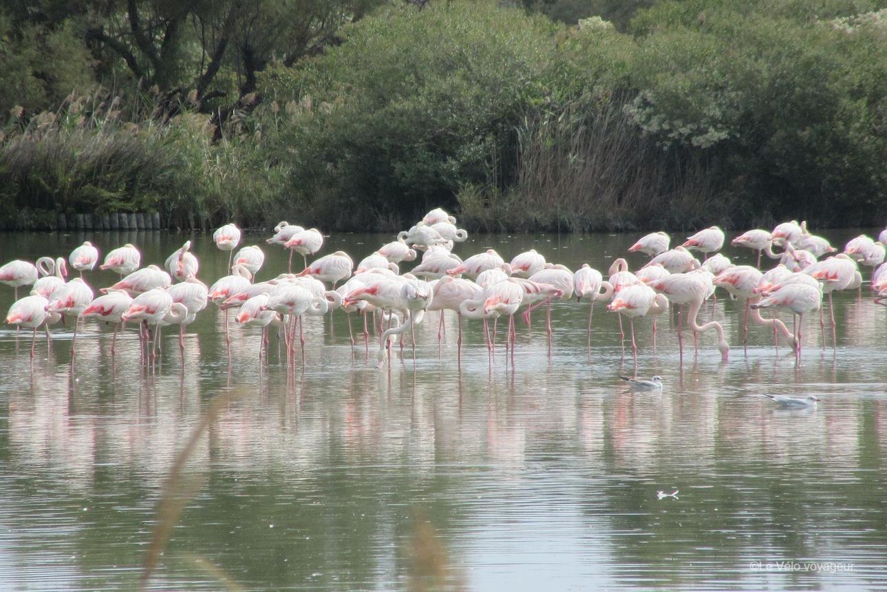 7 days cycling from Camargue to Avignon