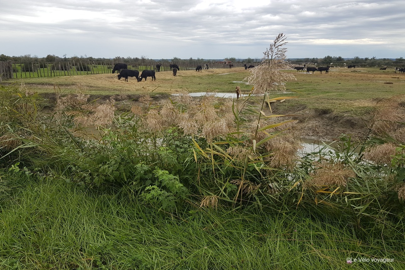 5 jours à la découverte de la Camargue à vélo