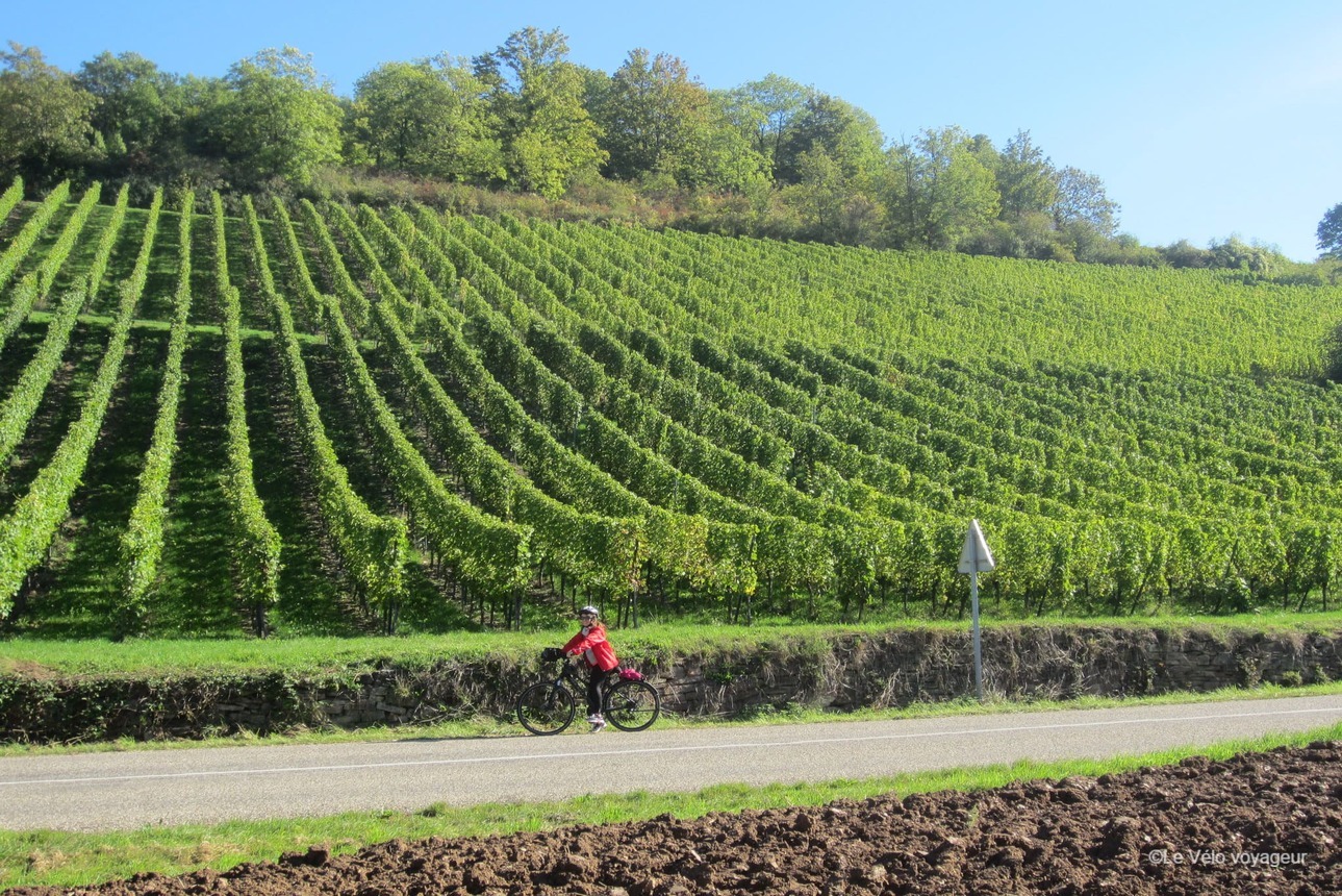 A vélo le long de la route des vins d’Alsace