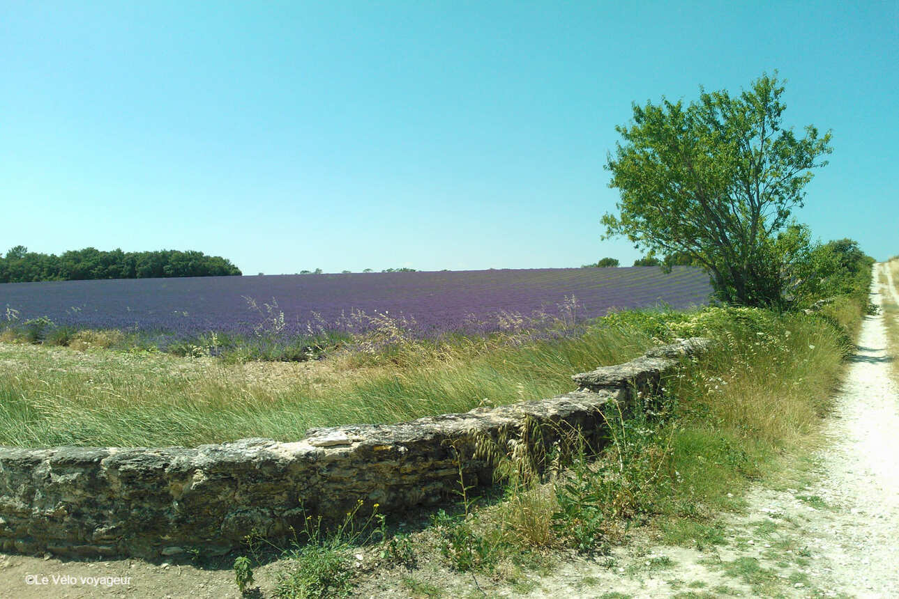 5-day bike trip in the heart of Provence