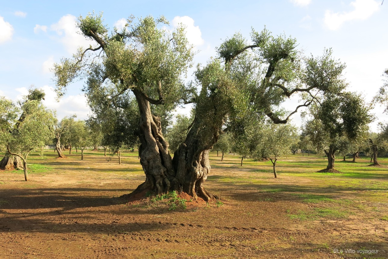 The trulli to the sea by bike – with break