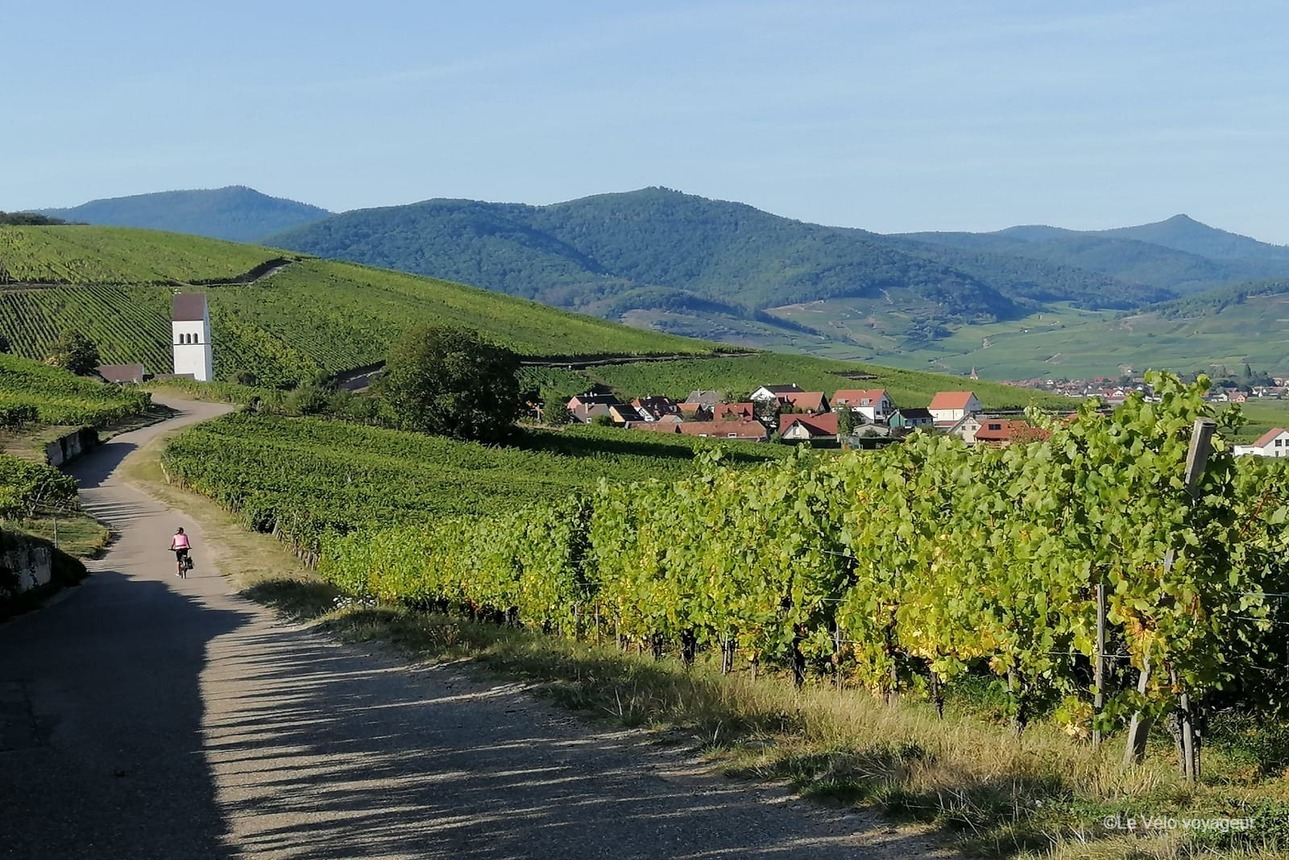 A vélo le long de la route des vins d’Alsace