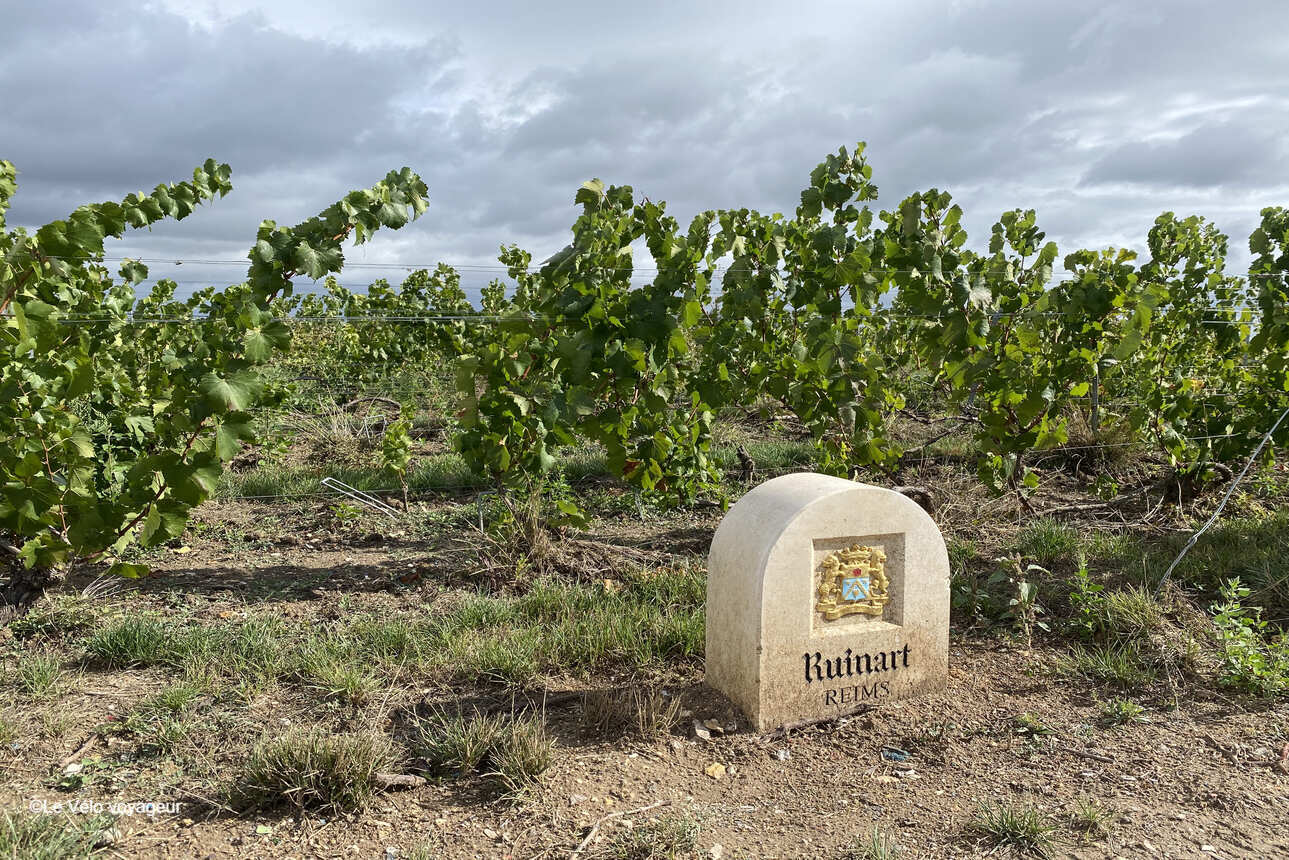 Boucle au départ de Reims dans les vignobles champenois